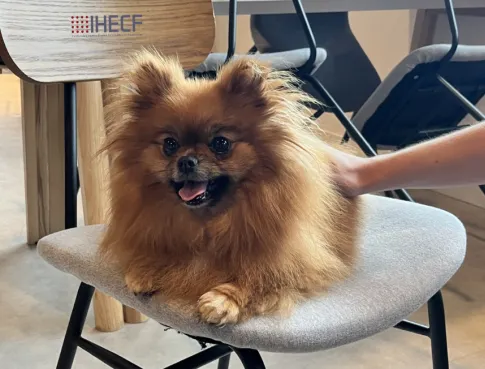 Pet week à IHECF Caen